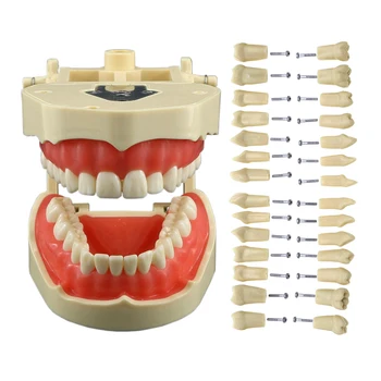 Frasaco ANA-4 Tipo de Ajuste Dental Modelo Padrão Com 28Pcs Parafuso na Dentes Typodont Prática de Enchimento de Restauração Demo M8013 M8021