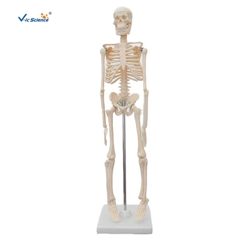 Halloween Humanos Anatômica 45cm Esqueleto Modelo Mini Tamanho do Esqueleto do Modelo para o Partido ou Filhos de Estudo do Aluno